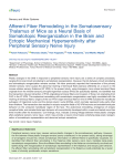 Afferent Fiber Remodeling in the Somatosensory Thalamus of Mice