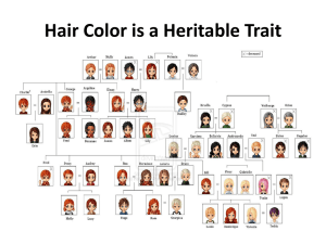 Hair Color is a Heritable Trait