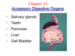 Ch 14 B Accessory Organs