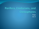 Porifera, Cnidarians, and Ctenophores