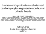 Human embryonic-stem-cell-derived cardiomyocytes regenerate