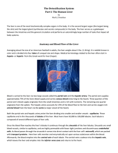 The Detoxification System Part I: The Human Liver