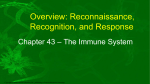 Immune System Notes