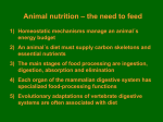 An animal´s diet must supply carbon skeletons and essential nutrients