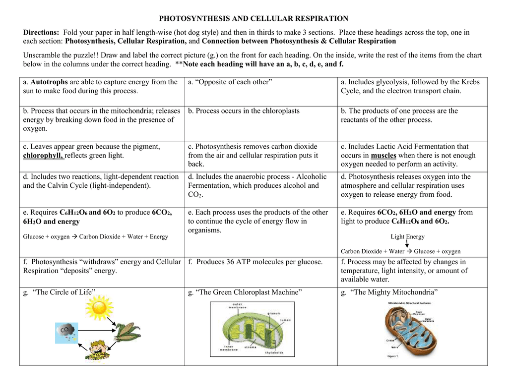 Concept Map – Photosynthesis and Cellular Respiration Intended For Photosynthesis And Respiration Worksheet