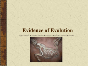 Evidence of Evolution - Fall River Public Schools