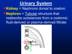 Urogenital Systems