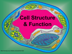 Cells and Organelles - Birmingham City Schools