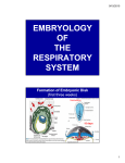 Embryology of the Respiratory System