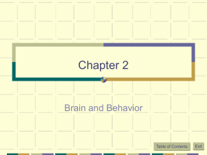 Chapter 2: Brain and Behavior