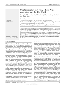 Corchorus yellow vein virus, a New World geminivirus from the Old