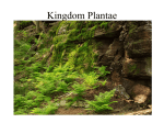 Kingdom Plantae