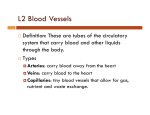 L2 Arteries and Veins