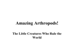 Arthropods/Insects File