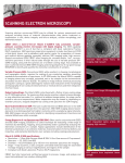 SCANNING ELECTRON MICROSCOPY