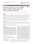 Expression patterns of TRα and CRABPII genes in Chinese