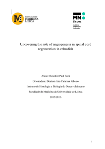 Uncovering the role of angiogenesis in spinal cord regeneration in