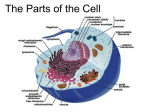 Ch 7 - Cell Parts