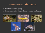 Phylum Mollusca: Mollusks
