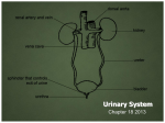 Urinary System Notes