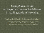Histophilus somni - Wyoming Scholars Repository