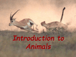 Introduction to Animals symmetry 1st ppt