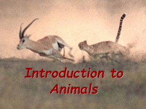 Introduction to Animals symmetry 1st ppt