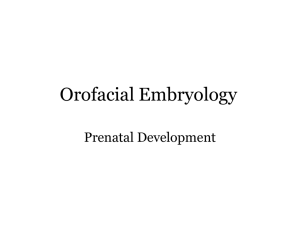 orofacial embryology lecture