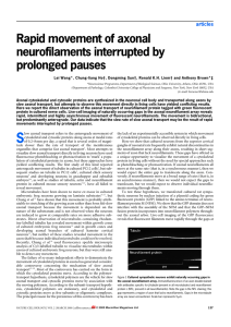 Rapid movement of axonal neurofilaments interrupted by prolonged