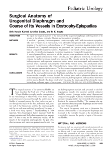 Surgical Anatomy of Urogenital Diaphragm and Course