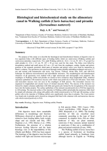 Histological and histochemical study on the alimentary canal in