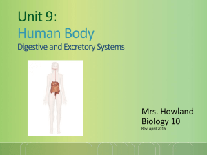 BIOLOGY CLASS NOTES UNIT 9 Human Body_Digstive and