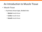 An Introduction to Muscle Tissue