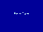Tissue Types - wwhsanatomy