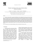 Tonotopic organization of the sources of human auditory steady