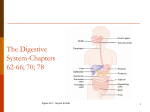 The Digestive System