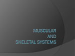 Muscular and Skeletal systems