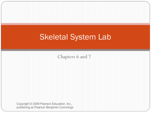 The Cranial Bones