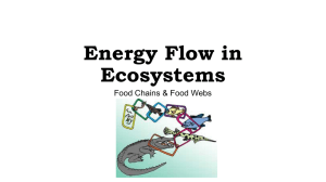 Energy Flow in Ecosystems