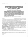 Segmental determination in Drosophila central nervous system
