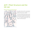 ACP Level 1 Plant Structure and the Oil Cell