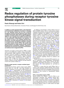 Redox regulation of protein tyrosine phosphatases during receptor