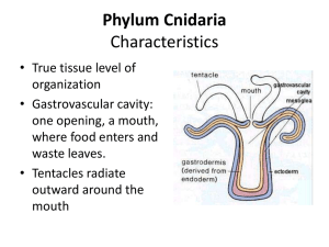 Phylum Cnidaria Characteristics