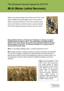 The Diocesan Harvest Appeal for 2015/16 MLN (Maize Lethal