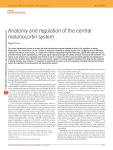 Anatomy and regulation of the central melanocortin system