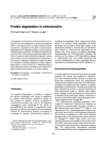 Protein degradation in mitochondria