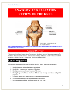 anatomy and palpation review of the knee