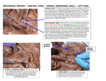 ABDOMINAL NERVES – VENTRAL VIEW – DORSAL ABDOMINAL