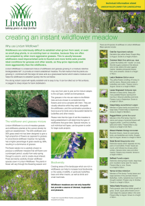 creating an instant wildflower meadow