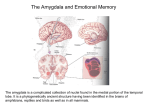 Amydala